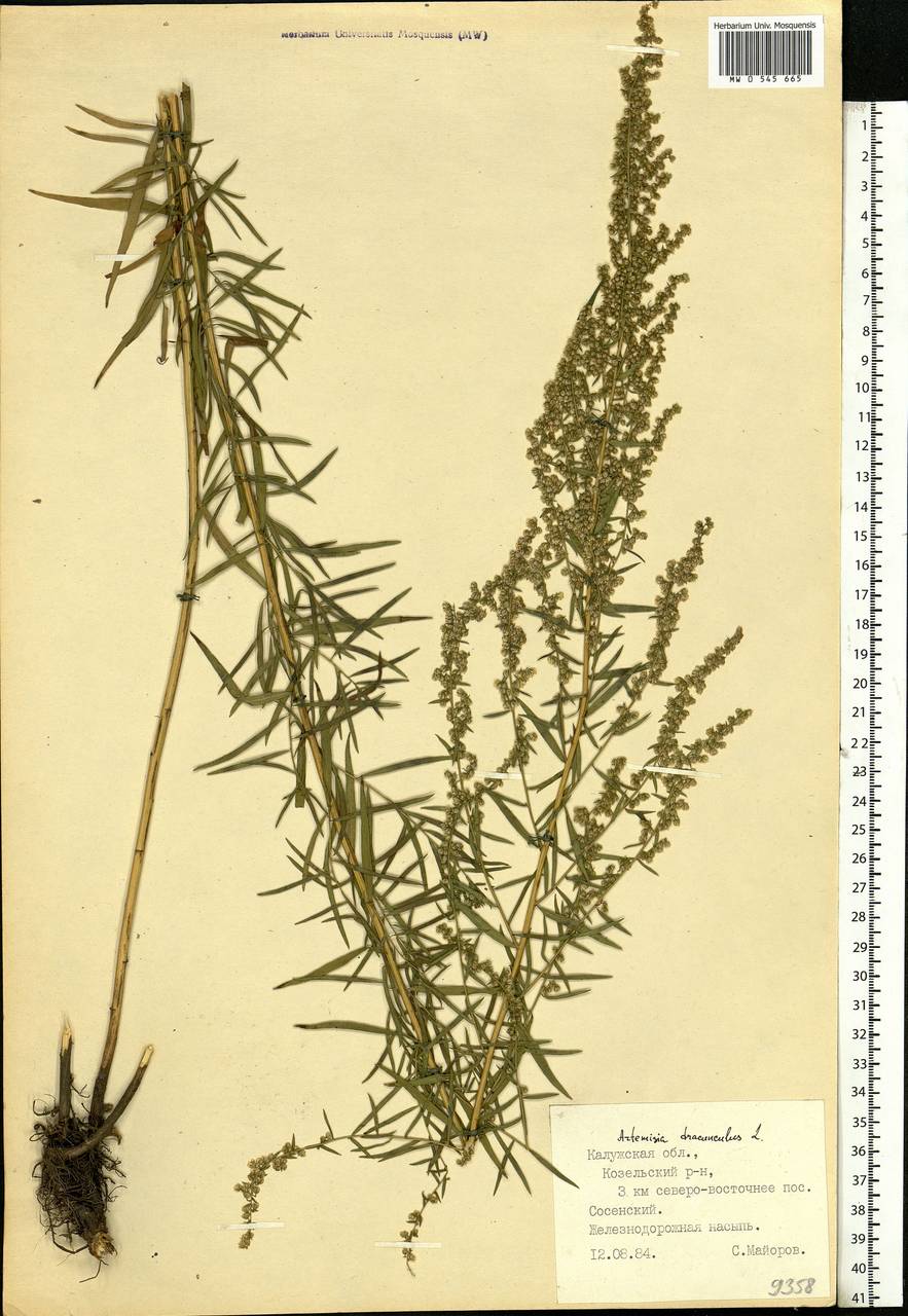 Artemisia dracunculus L., Eastern Europe, Central region (E4) (Russia)