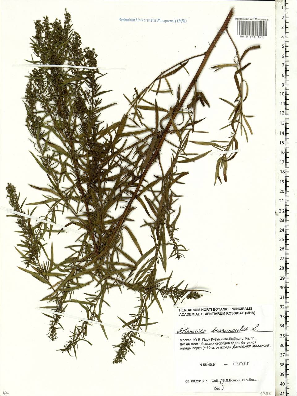 Artemisia dracunculus L., Eastern Europe, Moscow region (E4a) (Russia)