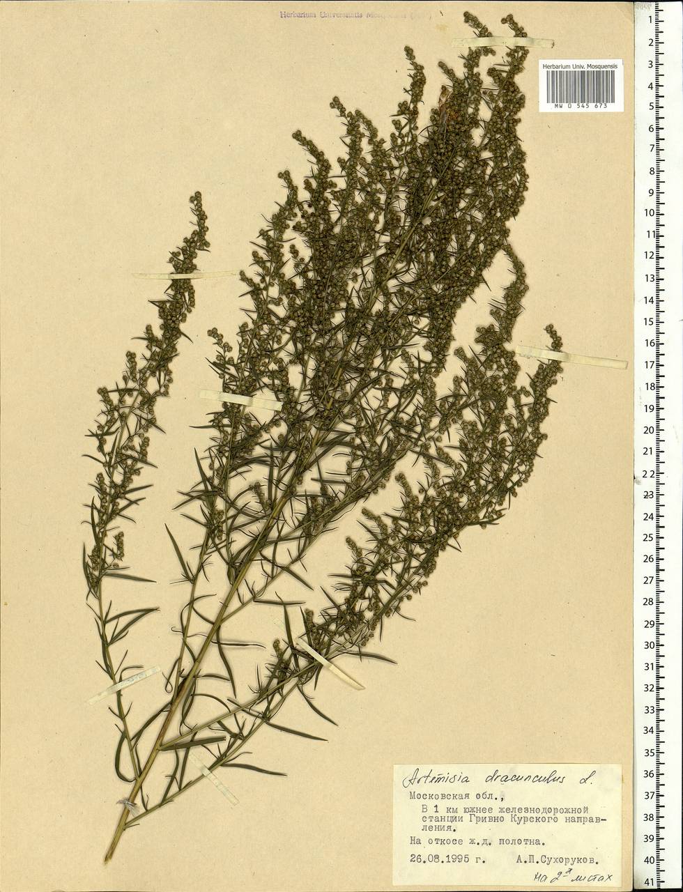 Artemisia dracunculus L., Eastern Europe, Moscow region (E4a) (Russia)