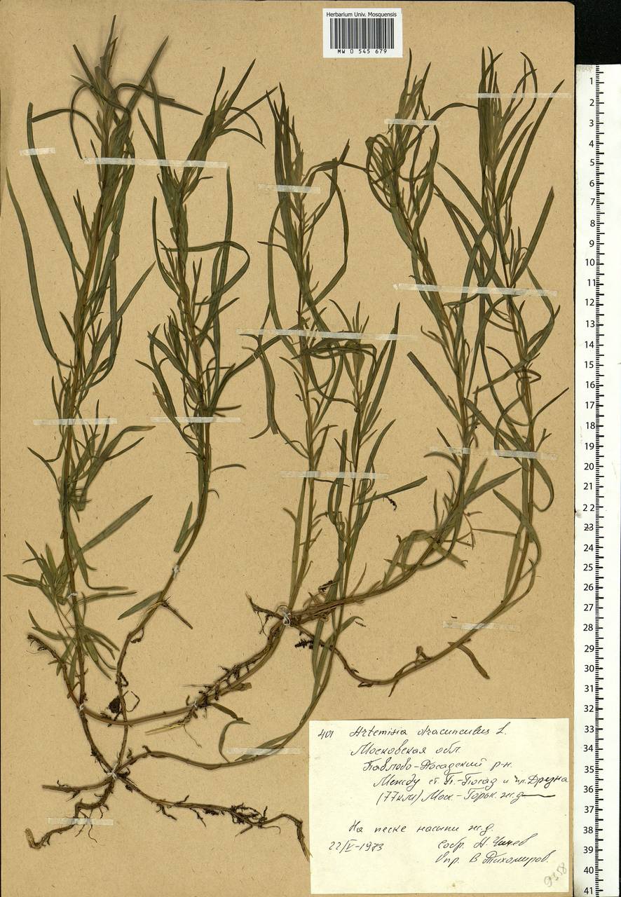 Artemisia dracunculus L., Eastern Europe, Moscow region (E4a) (Russia)
