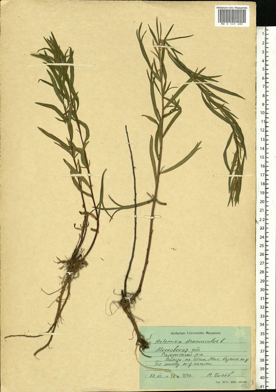 Artemisia dracunculus L., Eastern Europe, Moscow region (E4a) (Russia)