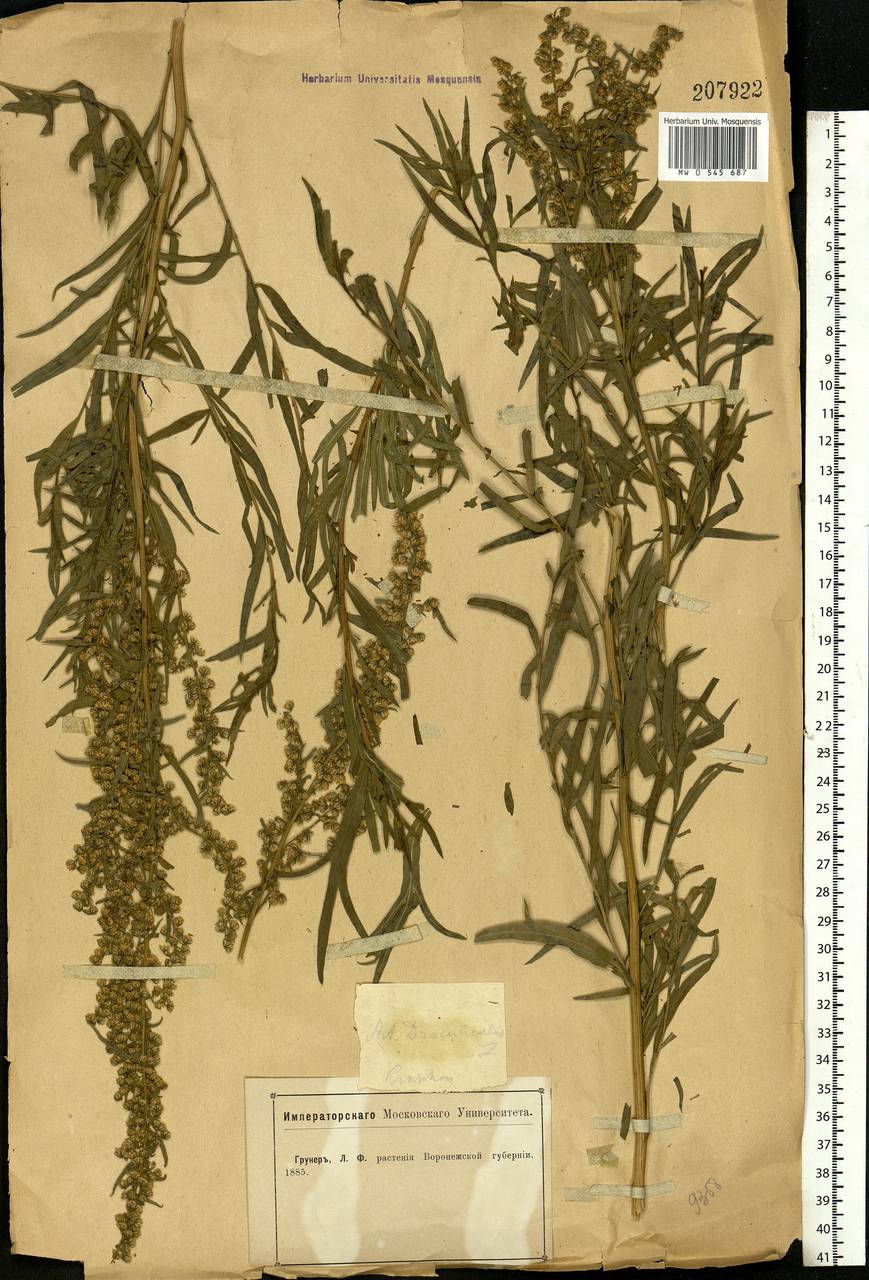 Artemisia dracunculus L., Eastern Europe, Central forest-and-steppe region (E6) (Russia)