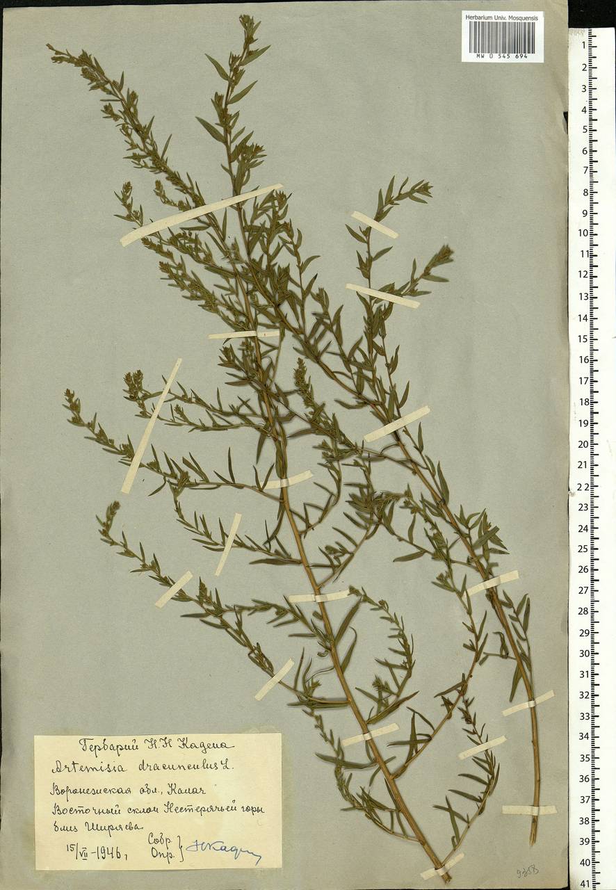 Artemisia dracunculus L., Eastern Europe, Central forest-and-steppe region (E6) (Russia)