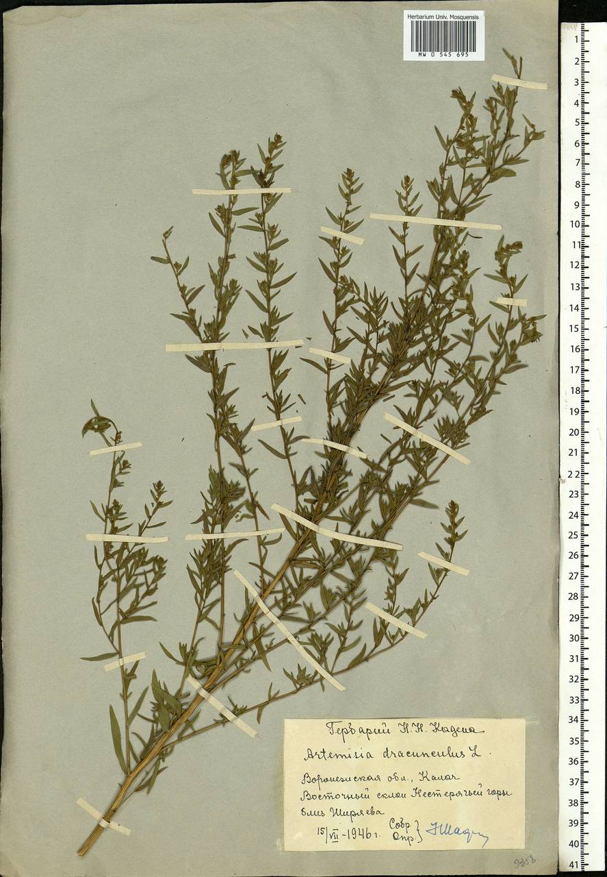 Artemisia dracunculus L., Eastern Europe, Central forest-and-steppe region (E6) (Russia)