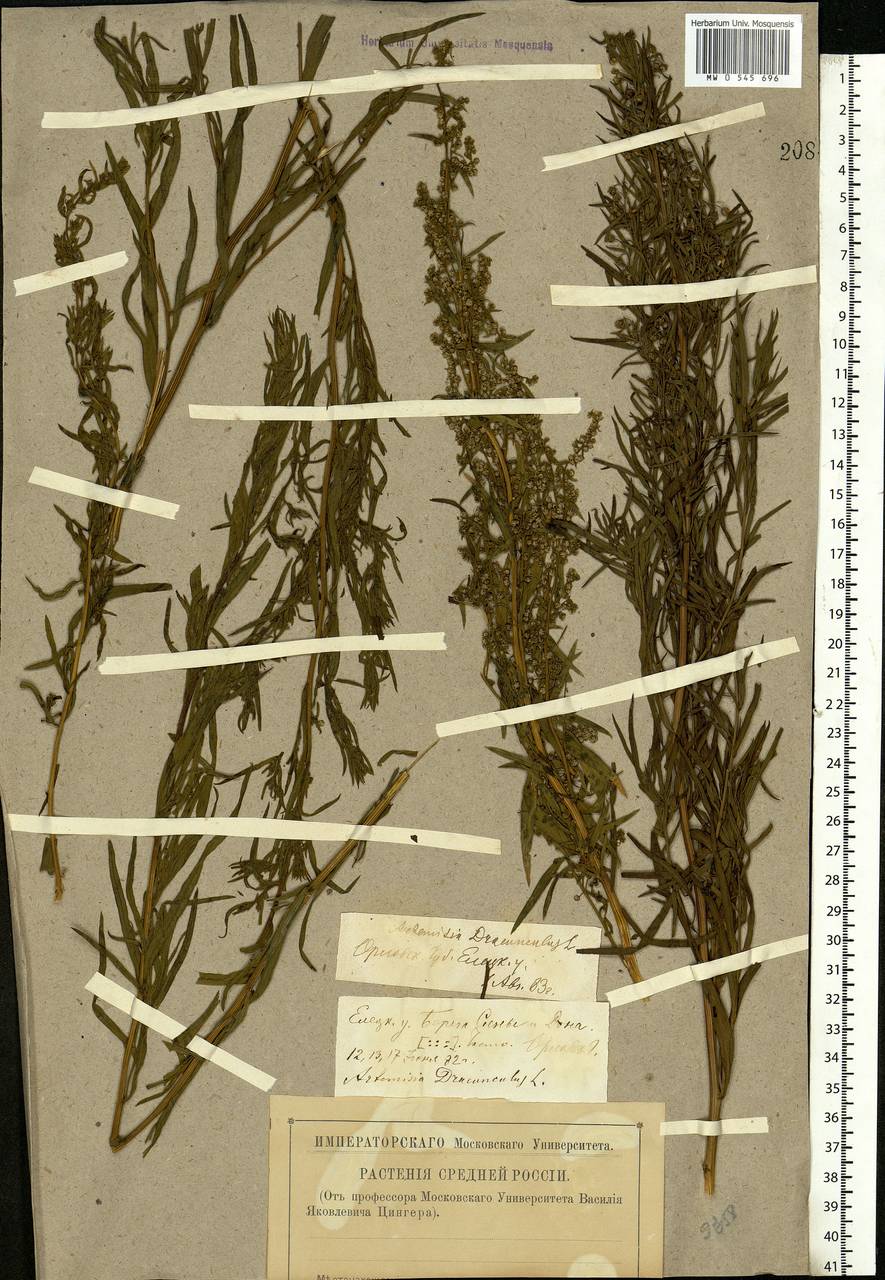 Artemisia dracunculus L., Eastern Europe, Central forest-and-steppe region (E6) (Russia)