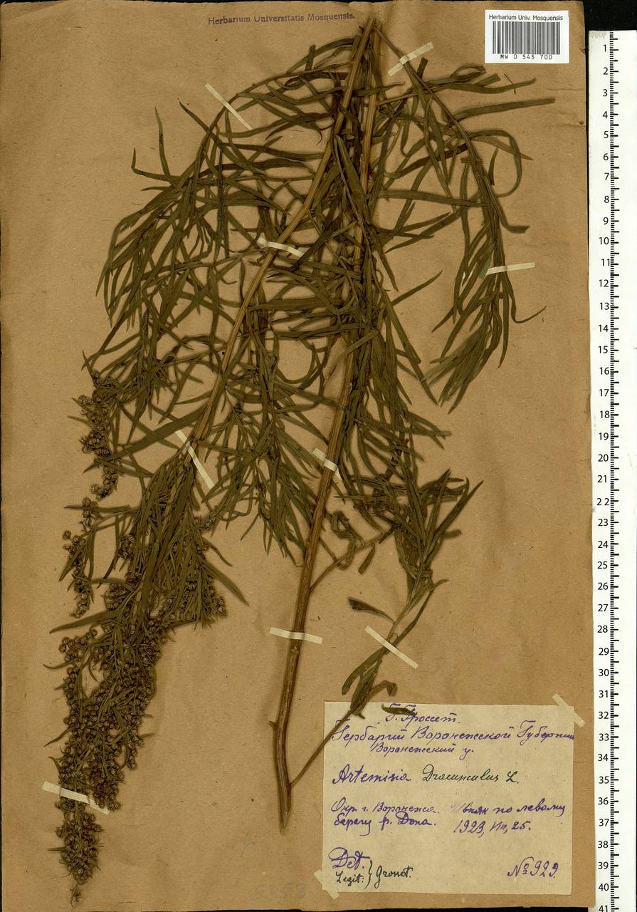 Artemisia dracunculus L., Eastern Europe, Central forest-and-steppe region (E6) (Russia)