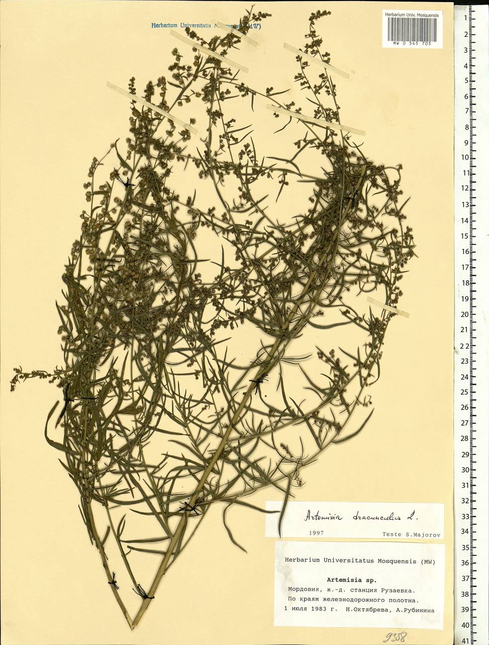 Artemisia dracunculus L., Eastern Europe, Middle Volga region (E8) (Russia)