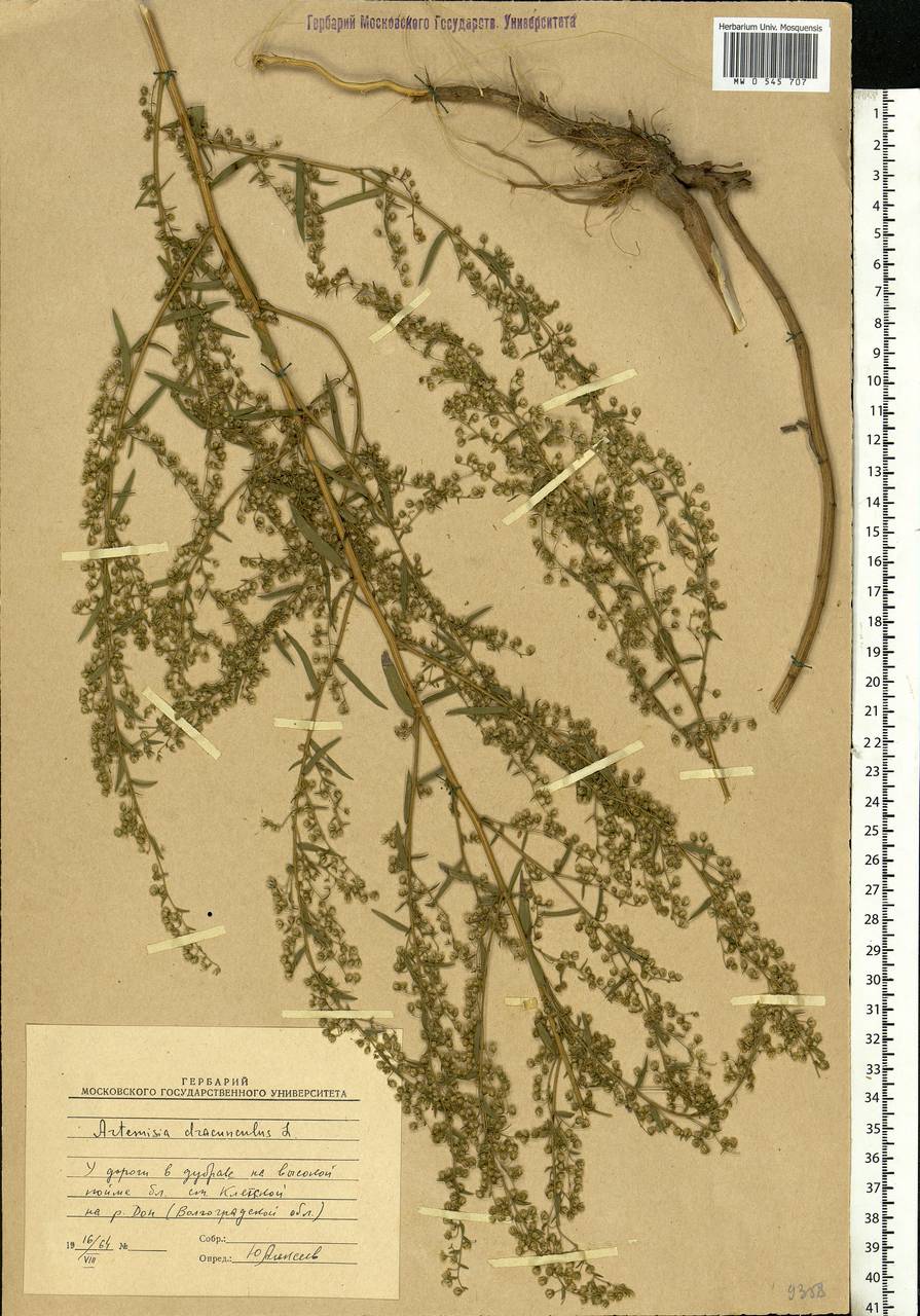 Artemisia dracunculus L., Eastern Europe, Lower Volga region (E9) (Russia)