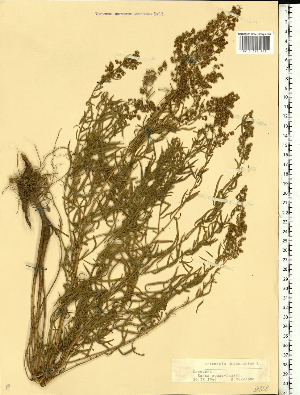 Artemisia dracunculus L., Eastern Europe, Lower Volga region (E9) (Russia)