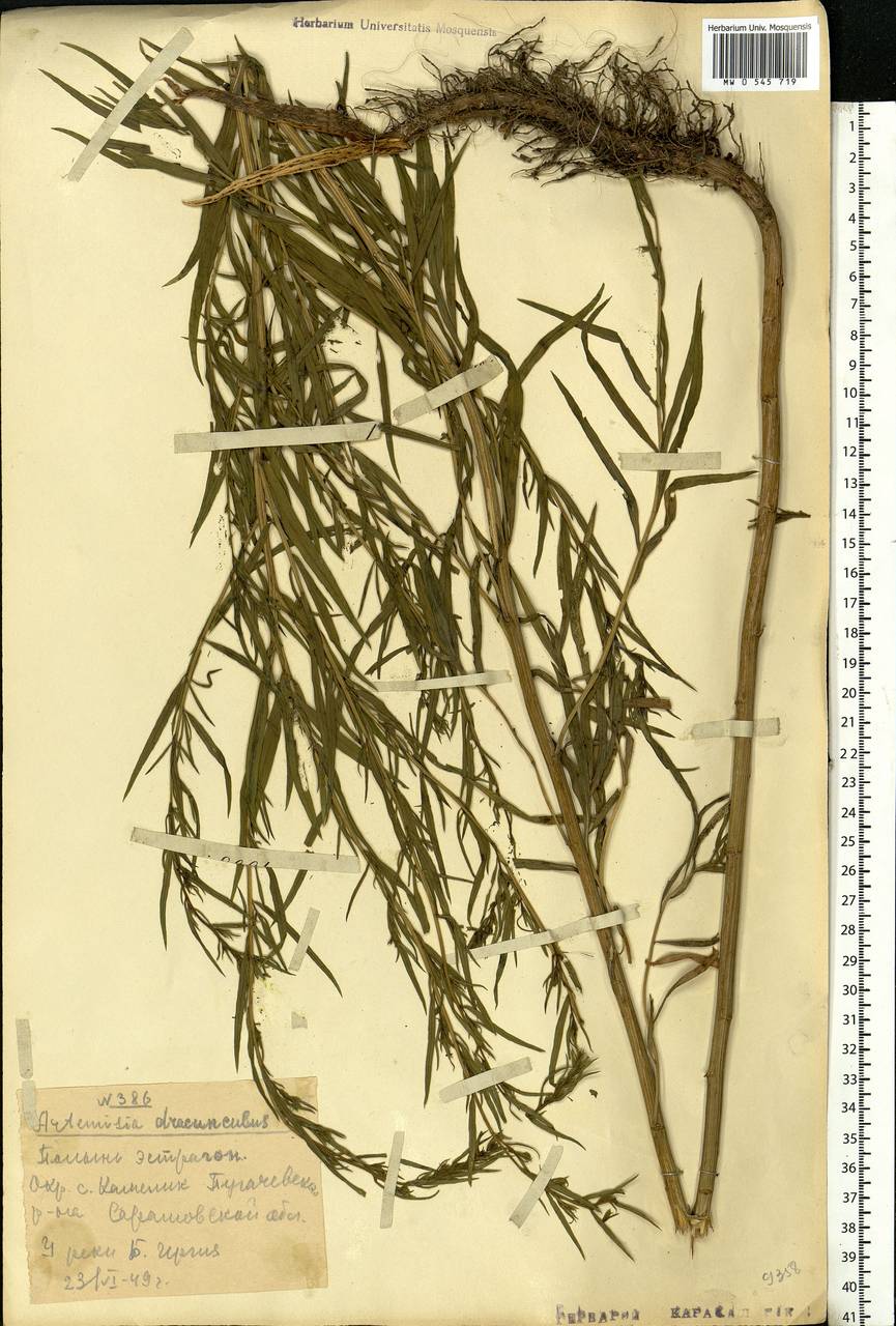 Artemisia dracunculus L., Eastern Europe, Lower Volga region (E9) (Russia)