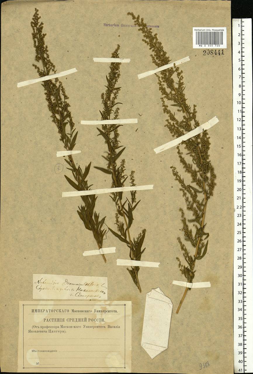 Artemisia dracunculus L., Eastern Europe, Lower Volga region (E9) (Russia)