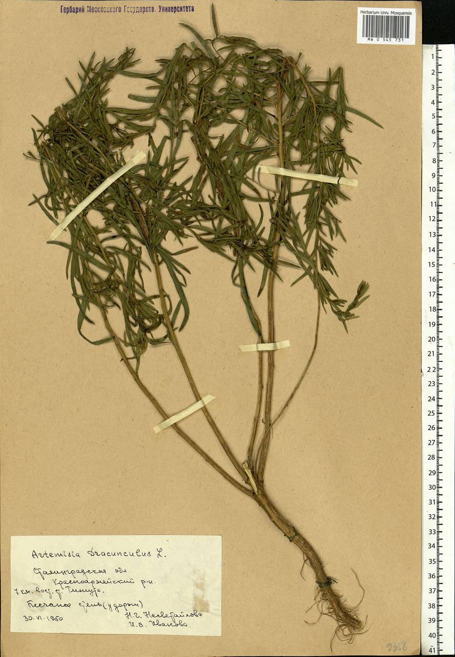 Artemisia dracunculus L., Eastern Europe, Lower Volga region (E9) (Russia)