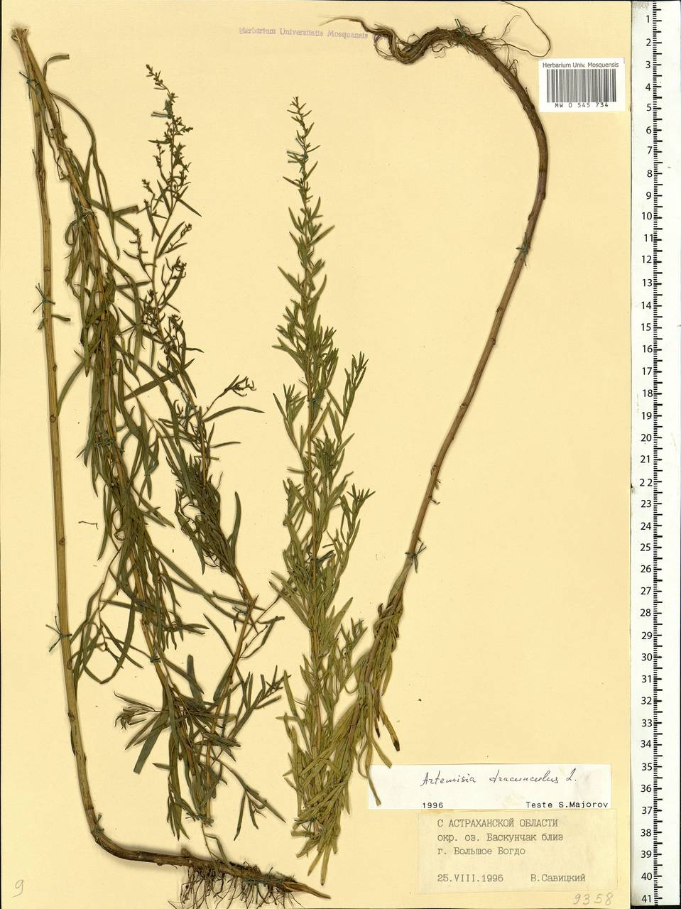 Artemisia dracunculus L., Eastern Europe, Lower Volga region (E9) (Russia)