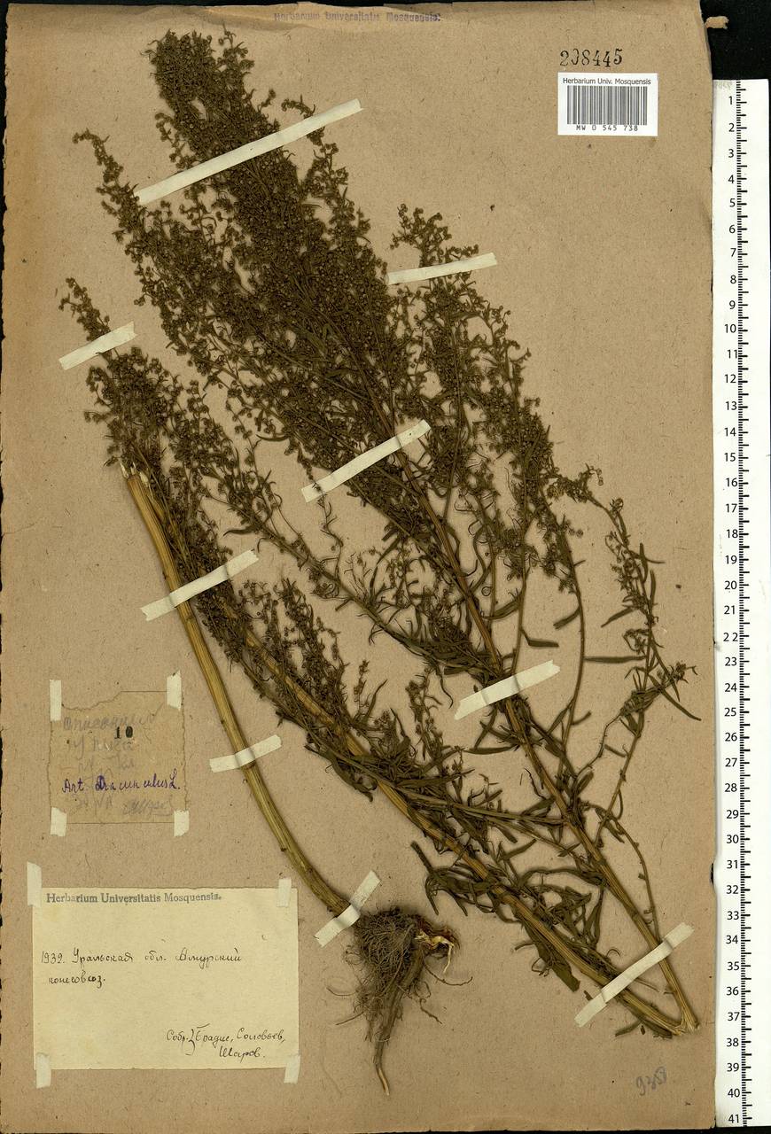 Artemisia dracunculus L., Eastern Europe, Eastern region (E10) (Russia)