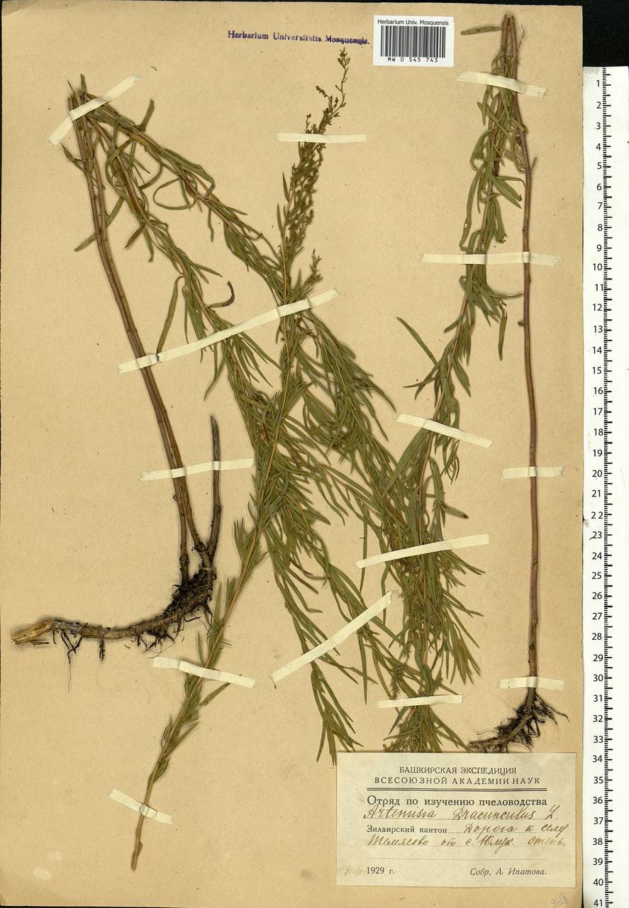 Artemisia dracunculus L., Eastern Europe, Eastern region (E10) (Russia)