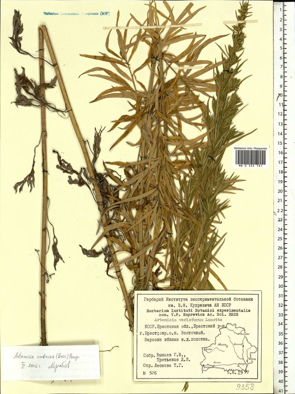 Artemisia dubia Wall. ex Besser, Eastern Europe, Belarus (E3a) (Belarus)