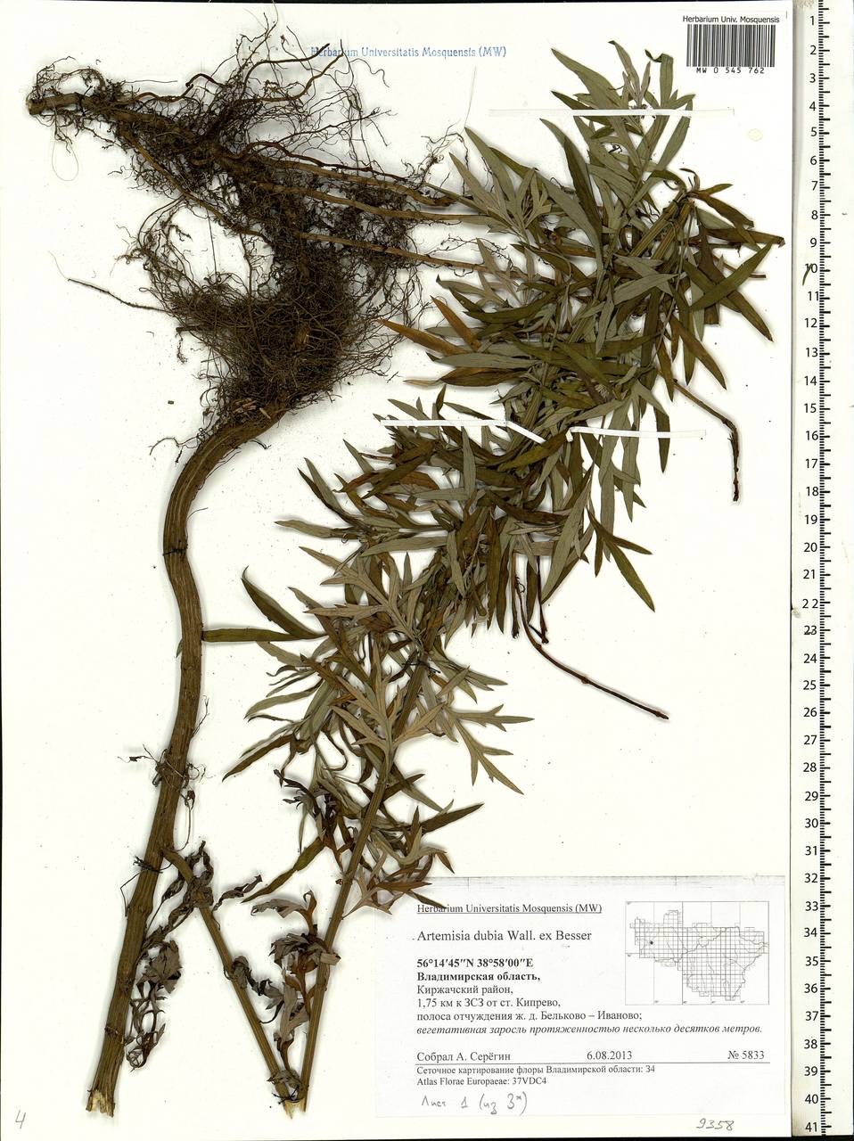 Artemisia dubia Wall. ex Besser, Eastern Europe, Central region (E4) (Russia)
