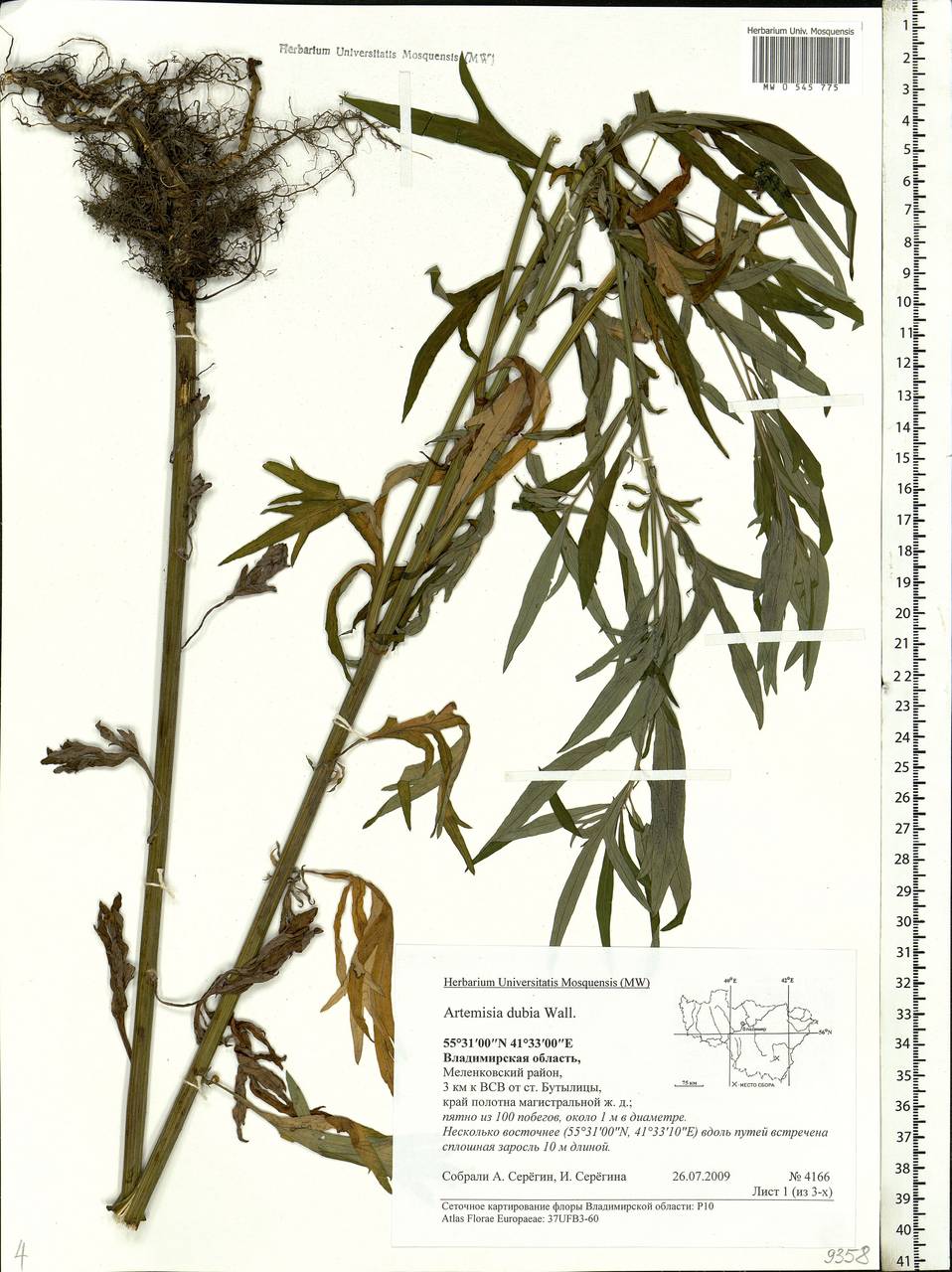 Artemisia dubia Wall. ex Besser, Eastern Europe, Central region (E4) (Russia)