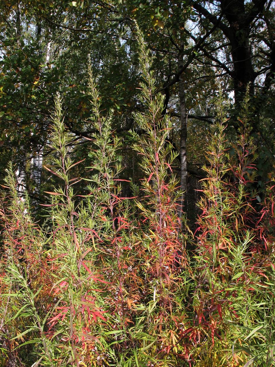 Artemisia dubia Wall. ex Besser, Eastern Europe, Moscow region (E4a) (Russia)