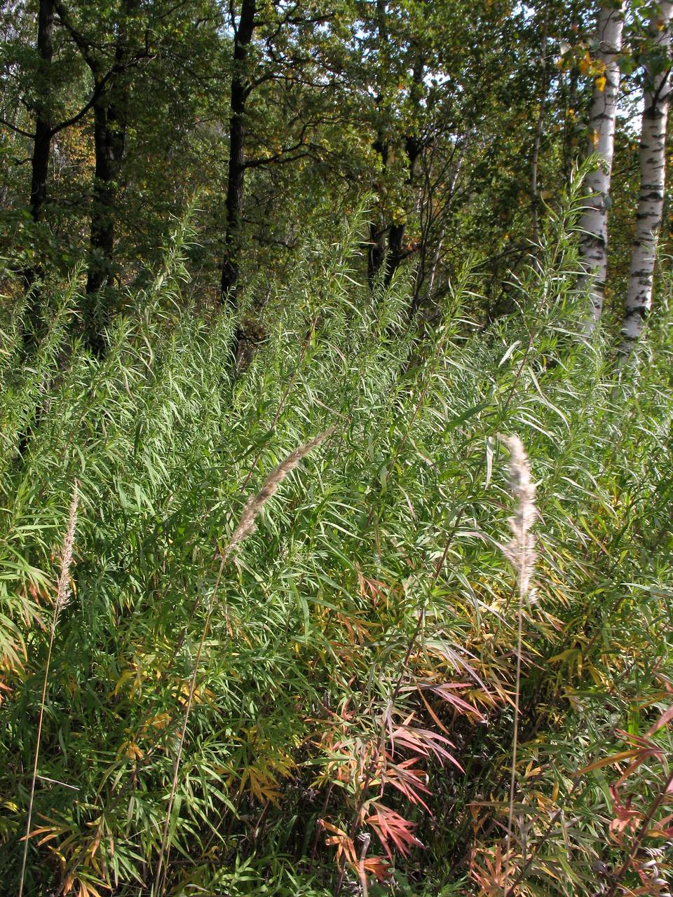 Artemisia dubia Wall. ex Besser, Eastern Europe, Moscow region (E4a) (Russia)