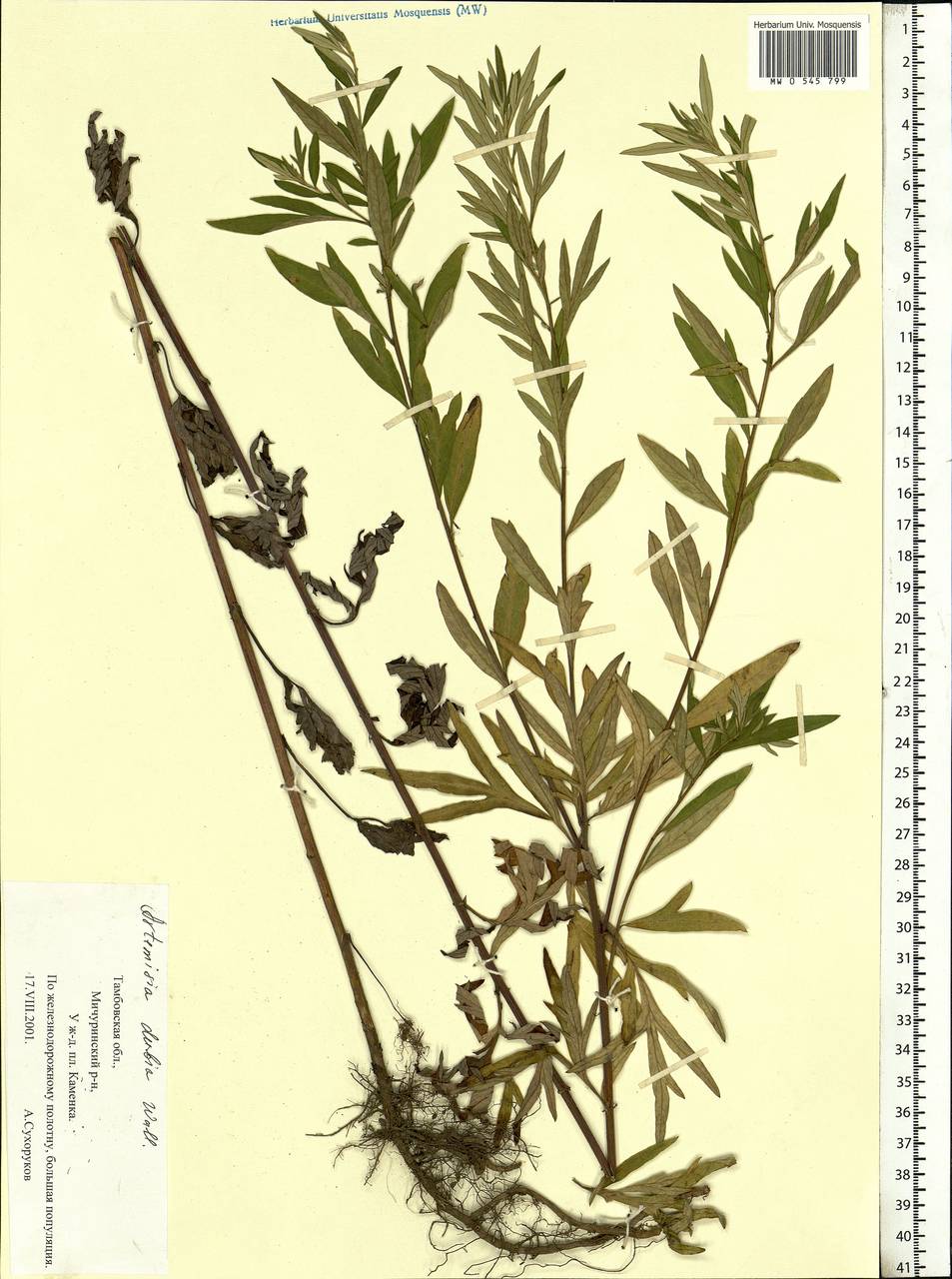 Artemisia dubia Wall. ex Besser, Eastern Europe, Central forest-and-steppe region (E6) (Russia)