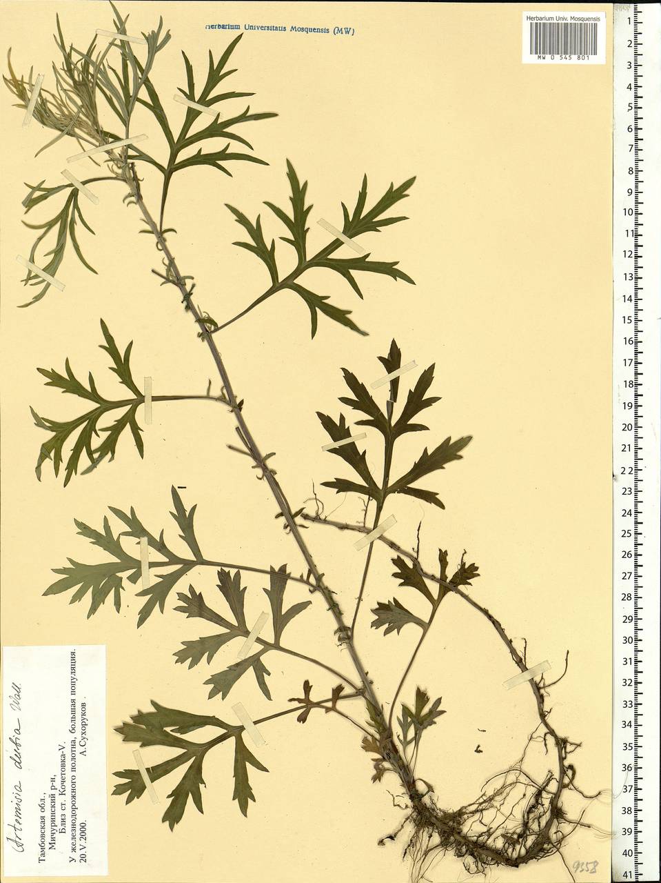 Artemisia dubia Wall. ex Besser, Eastern Europe, Central forest-and-steppe region (E6) (Russia)