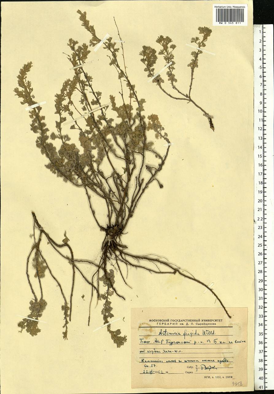 Artemisia frigida Willd., Eastern Europe, Eastern region (E10) (Russia)