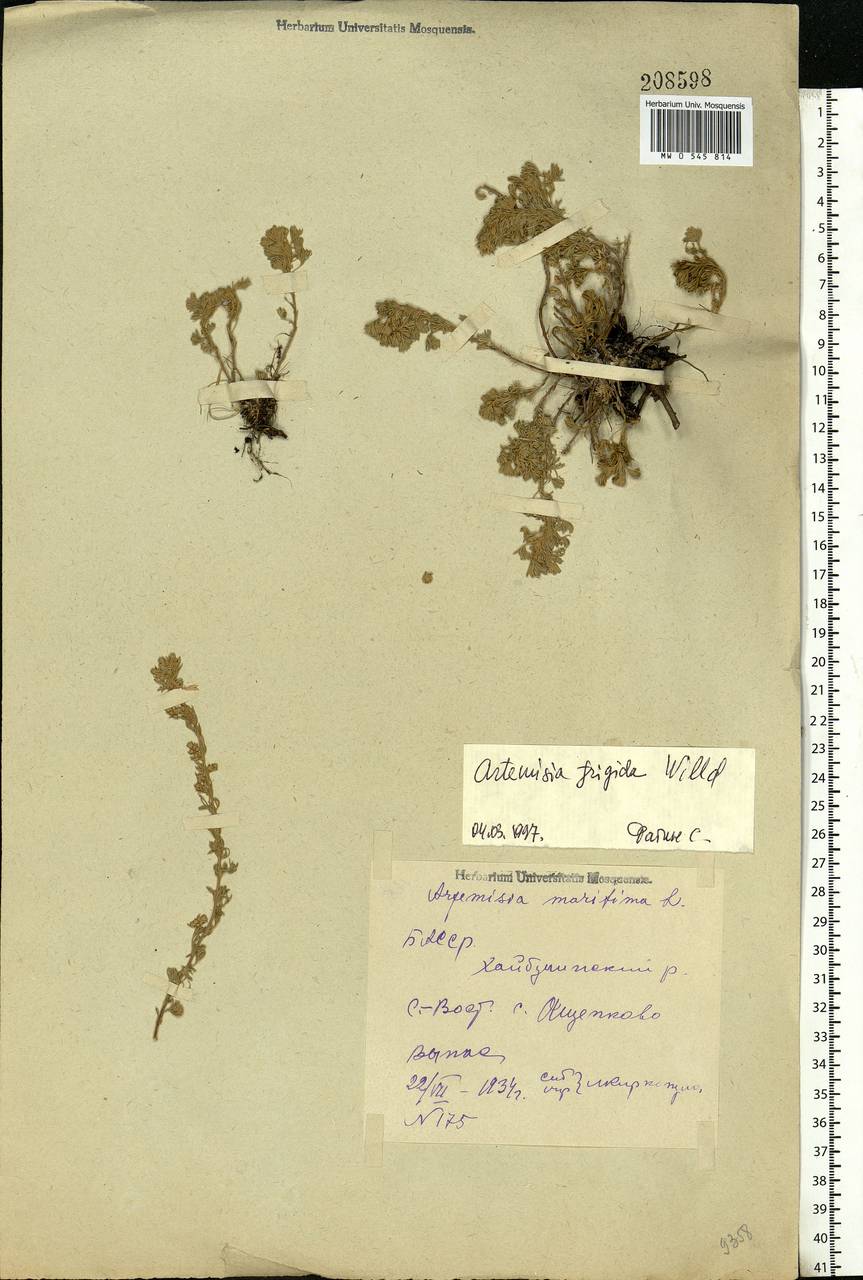 Artemisia frigida Willd., Eastern Europe, Eastern region (E10) (Russia)