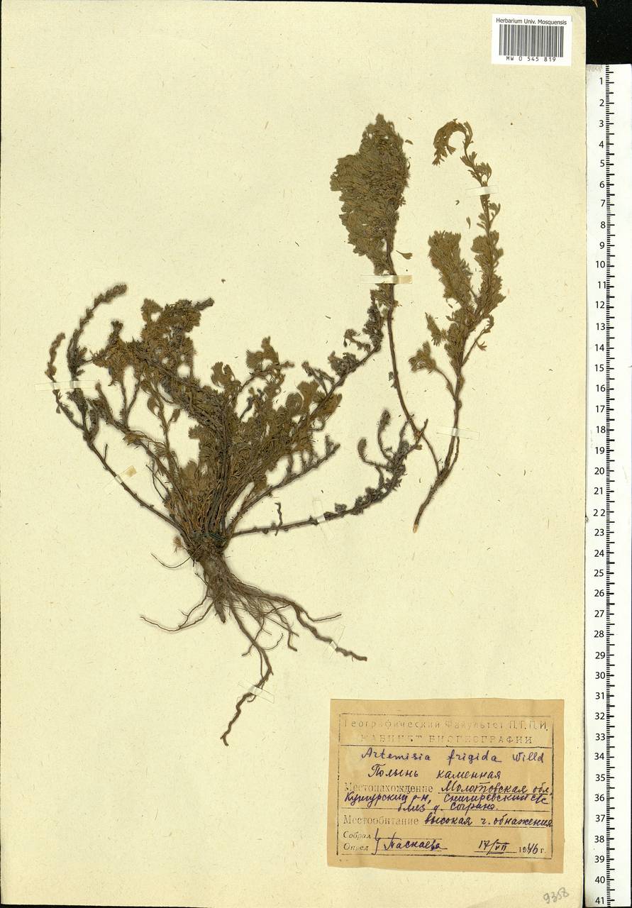 Artemisia frigida Willd., Eastern Europe, Eastern region (E10) (Russia)