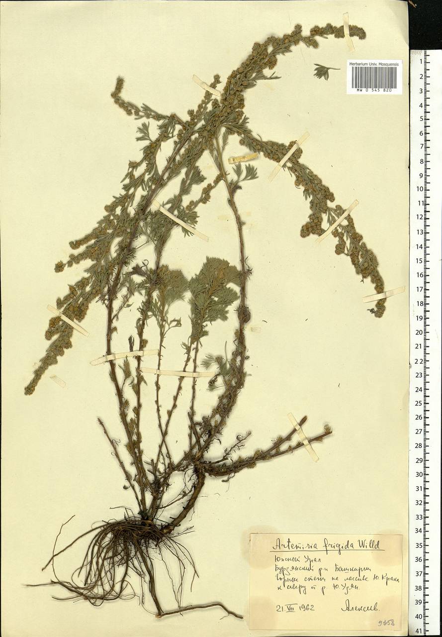 Artemisia frigida Willd., Eastern Europe, Eastern region (E10) (Russia)