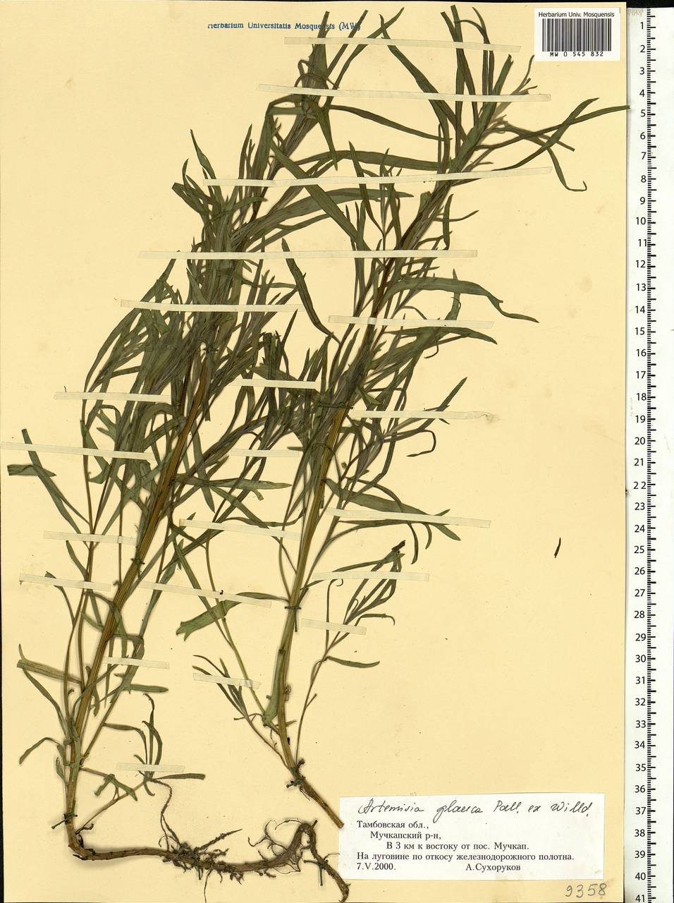 Artemisia glauca Pall. ex Willd., Eastern Europe, Central forest-and-steppe region (E6) (Russia)