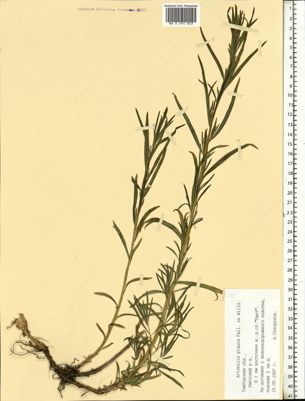 Artemisia glauca Pall. ex Willd., Eastern Europe, Central forest-and-steppe region (E6) (Russia)