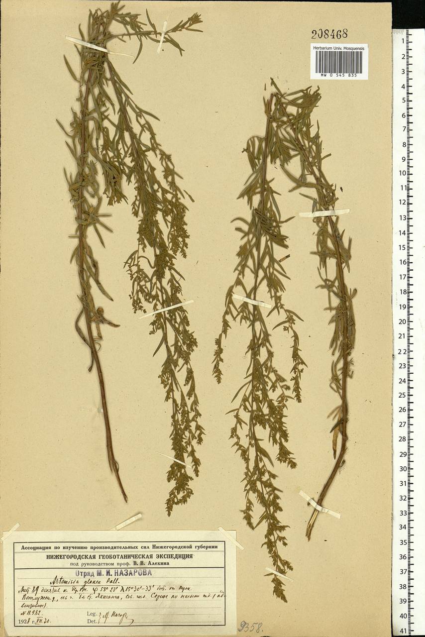Artemisia glauca Pall. ex Willd., Eastern Europe, Central forest region (E5) (Russia)