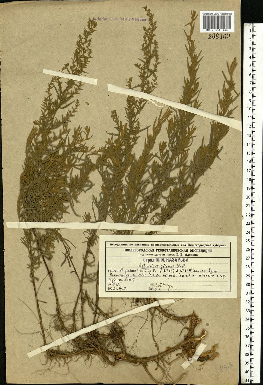 Artemisia glauca Pall. ex Willd., Eastern Europe, Central forest region (E5) (Russia)