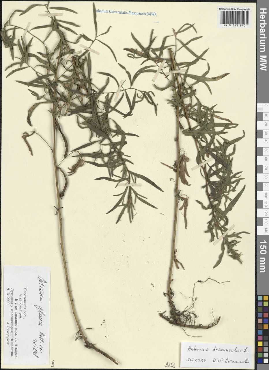 Artemisia dracunculus L., Eastern Europe, Lower Volga region (E9) (Russia)