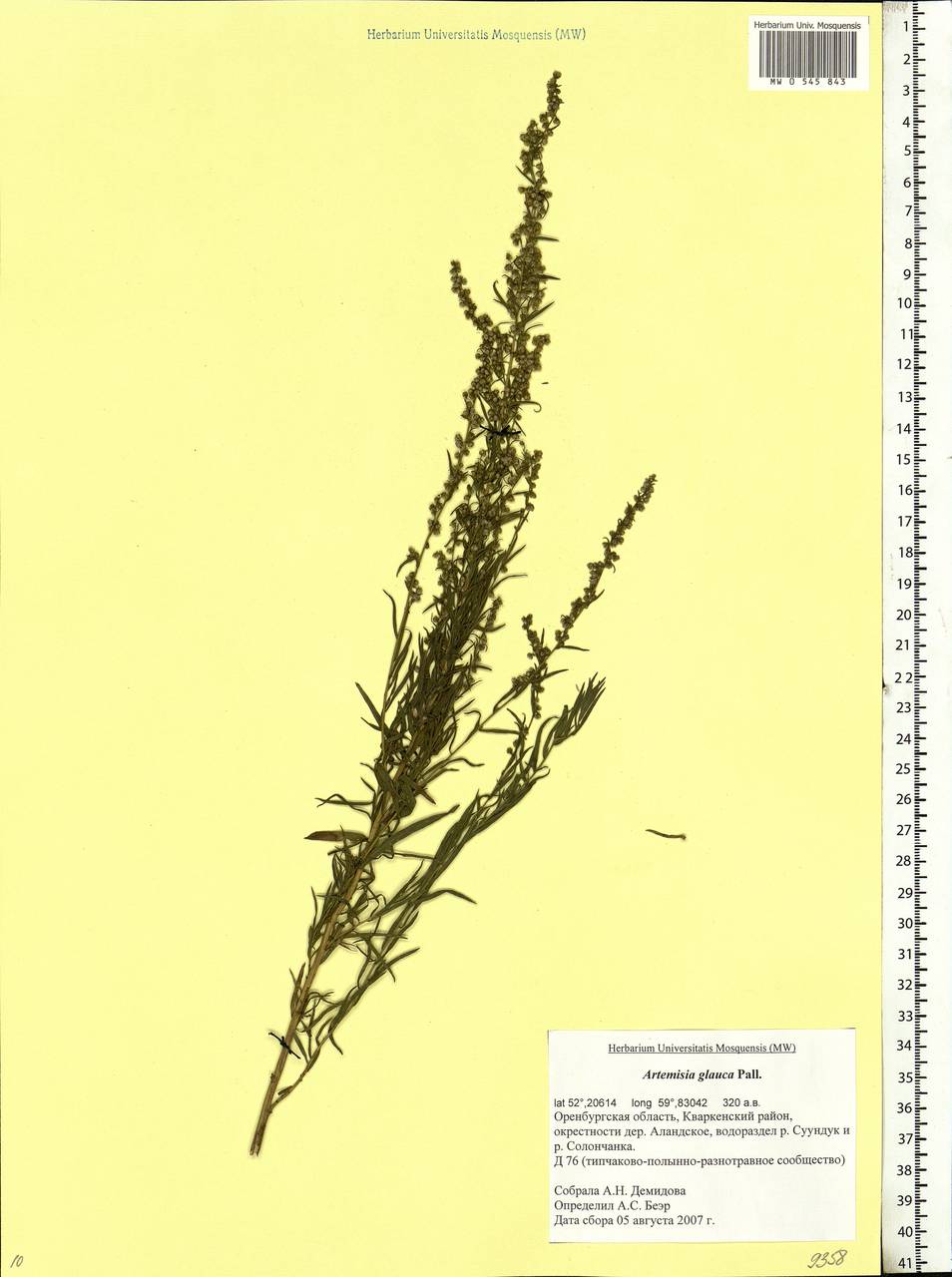 Artemisia glauca Pall. ex Willd., Eastern Europe, Eastern region (E10) (Russia)