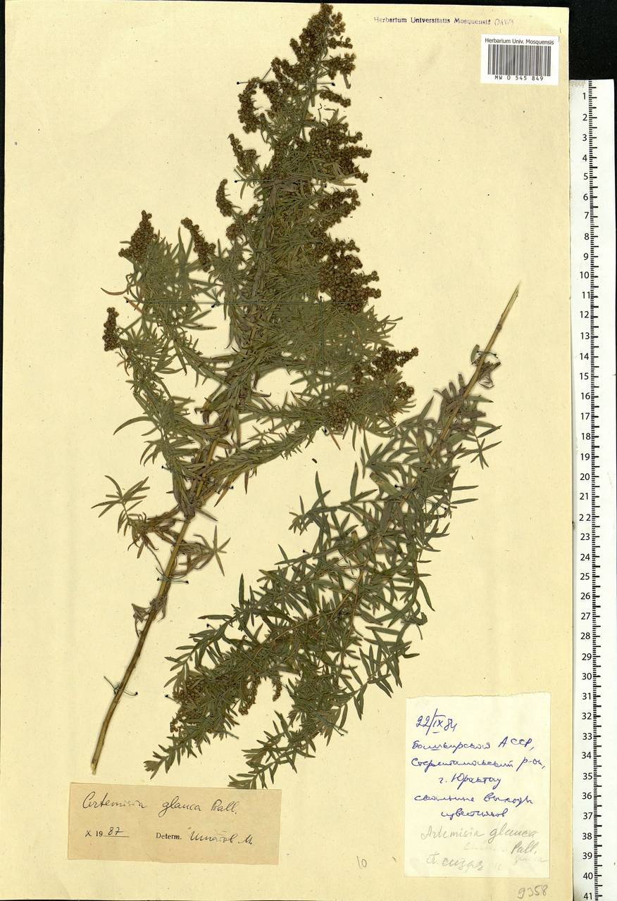 Artemisia glauca Pall. ex Willd., Eastern Europe, Eastern region (E10) (Russia)