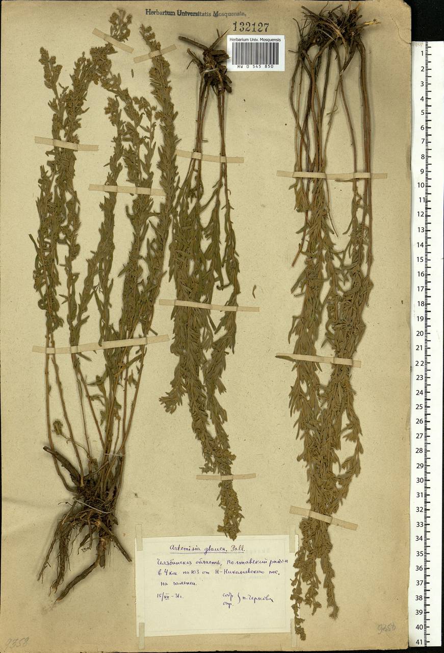 Artemisia glauca Pall. ex Willd., Eastern Europe, Eastern region (E10) (Russia)