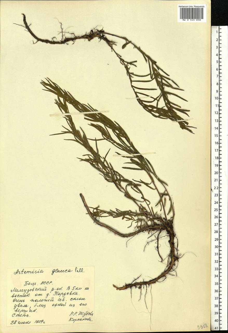 Artemisia glauca Pall. ex Willd., Eastern Europe, Eastern region (E10) (Russia)