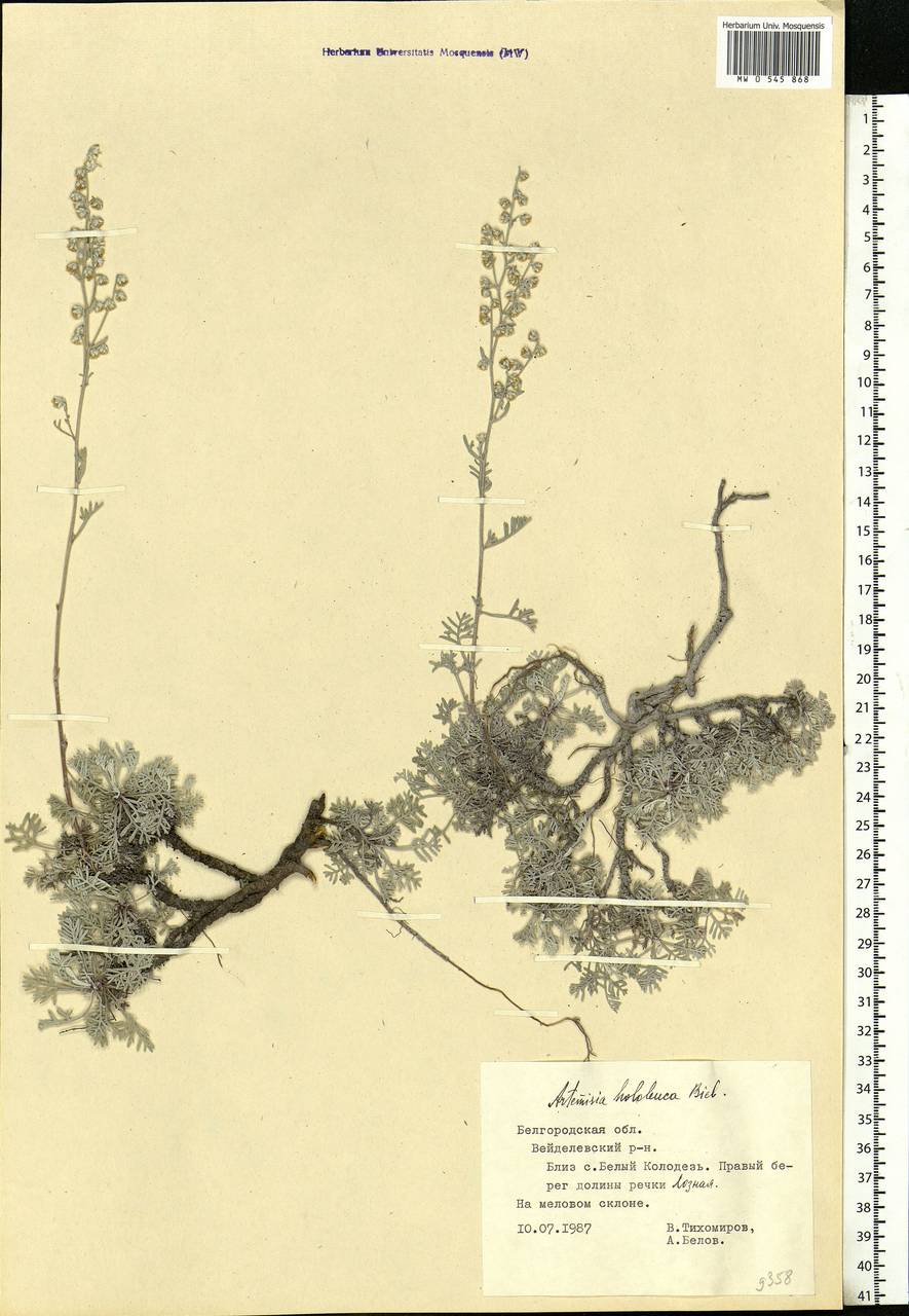 Artemisia hololeuca M. Bieb. ex Besser, Eastern Europe, Central forest-and-steppe region (E6) (Russia)