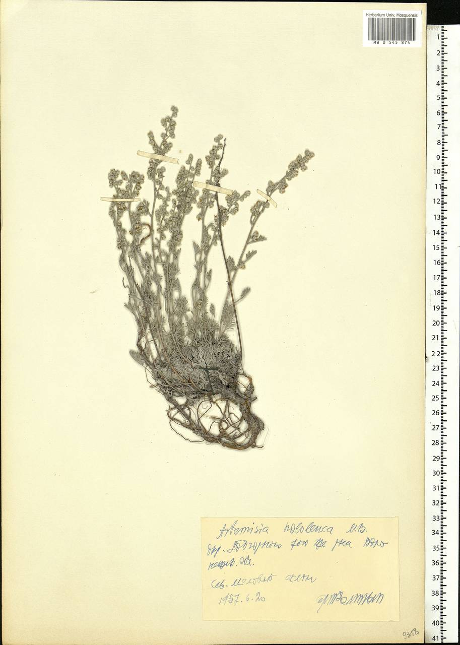 Artemisia hololeuca M. Bieb. ex Besser, Eastern Europe, Central forest-and-steppe region (E6) (Russia)