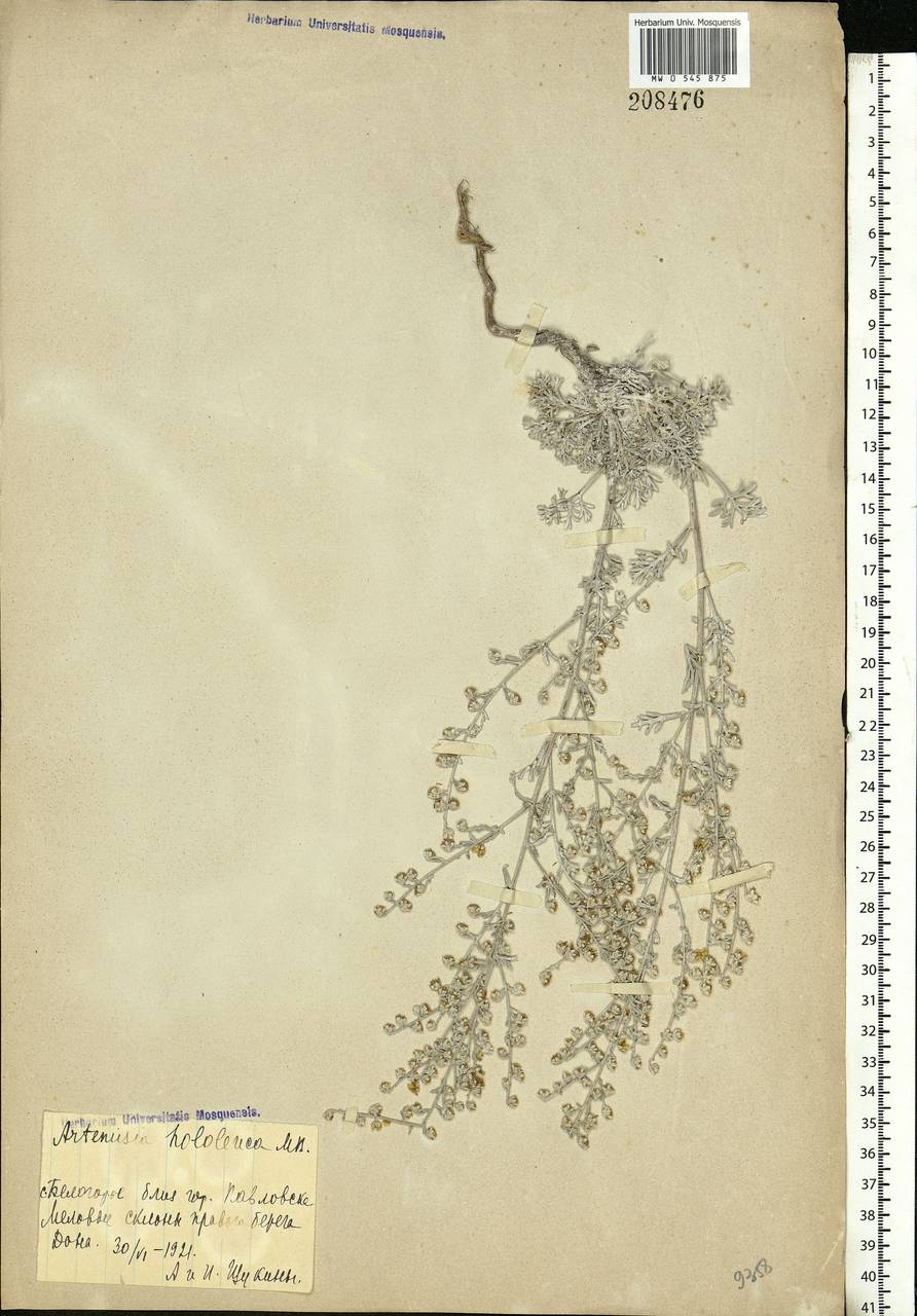 Artemisia hololeuca M. Bieb. ex Besser, Eastern Europe, Central forest-and-steppe region (E6) (Russia)