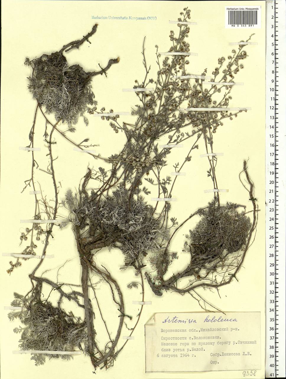 Artemisia hololeuca M. Bieb. ex Besser, Eastern Europe, Central forest-and-steppe region (E6) (Russia)