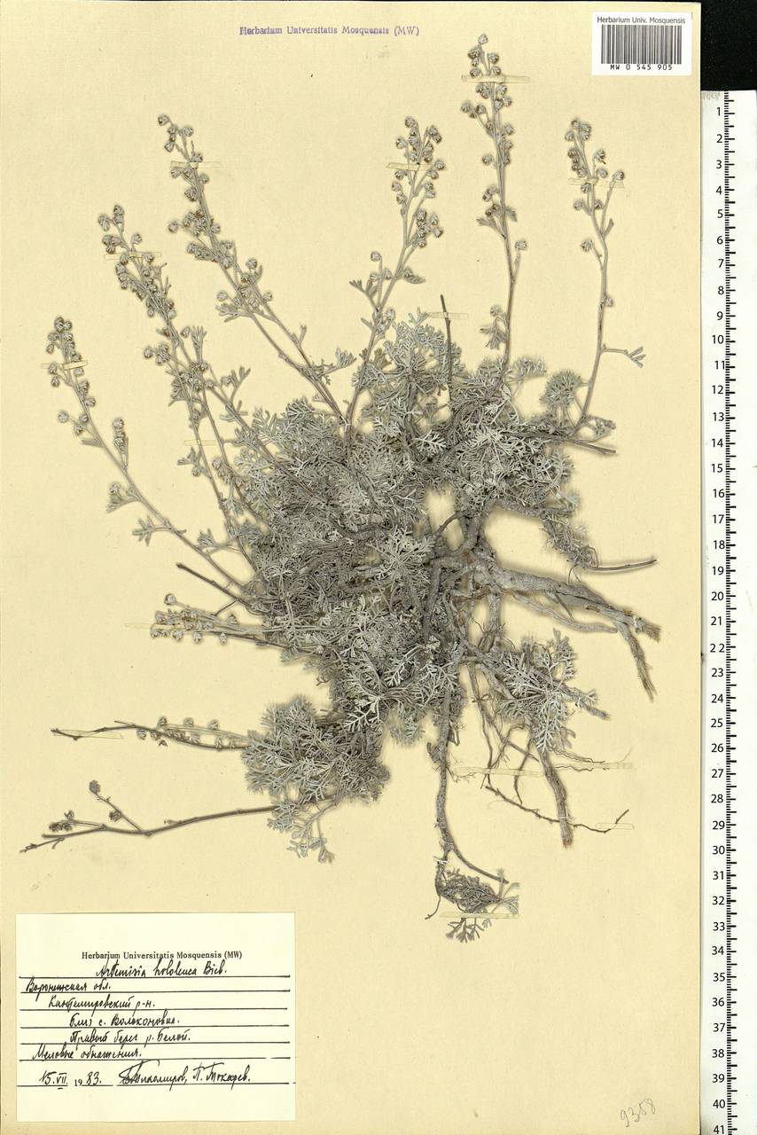 Artemisia hololeuca M. Bieb. ex Besser, Eastern Europe, Central forest-and-steppe region (E6) (Russia)