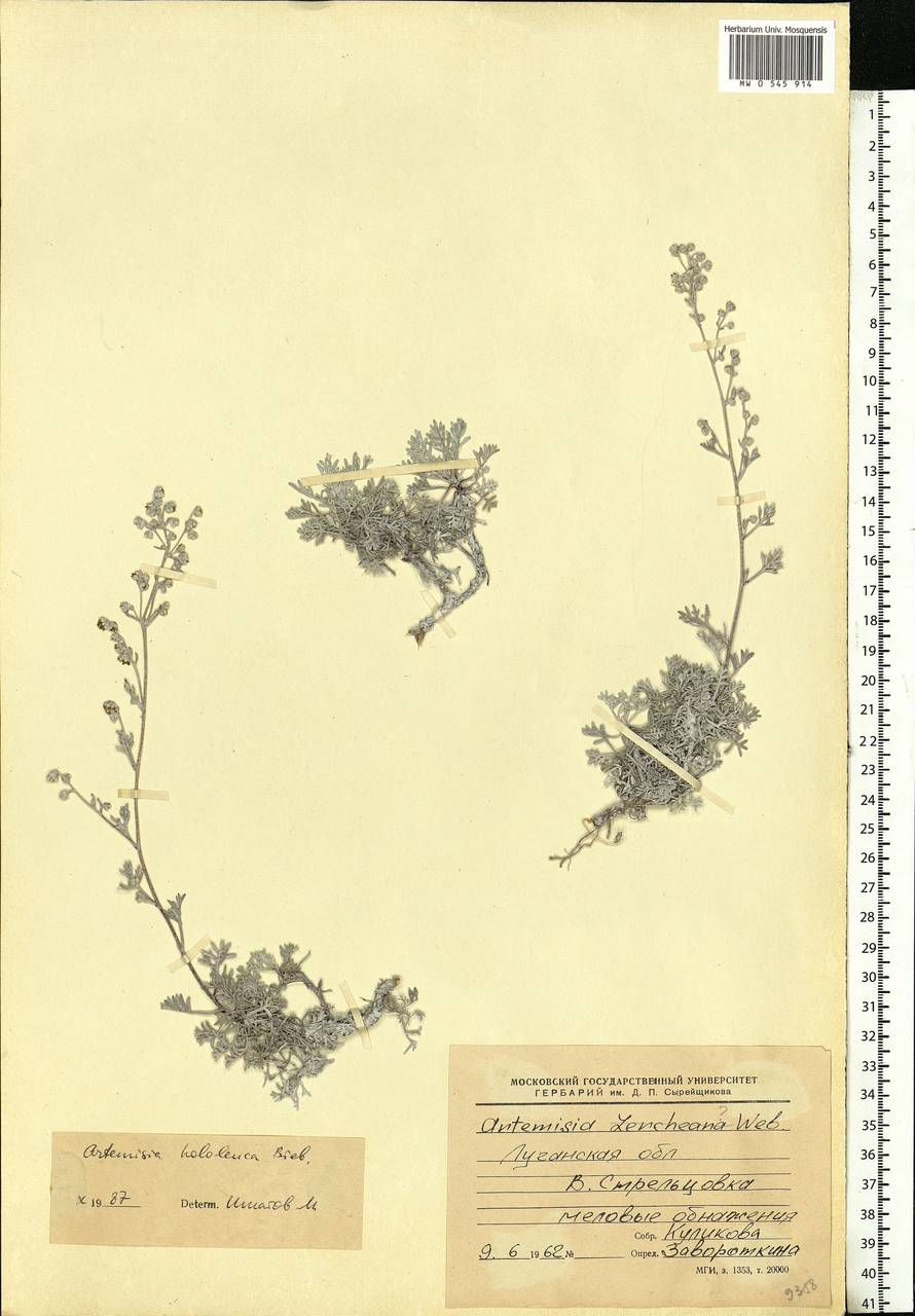 Artemisia hololeuca M. Bieb. ex Besser, Eastern Europe, North Ukrainian region (E11) (Ukraine)
