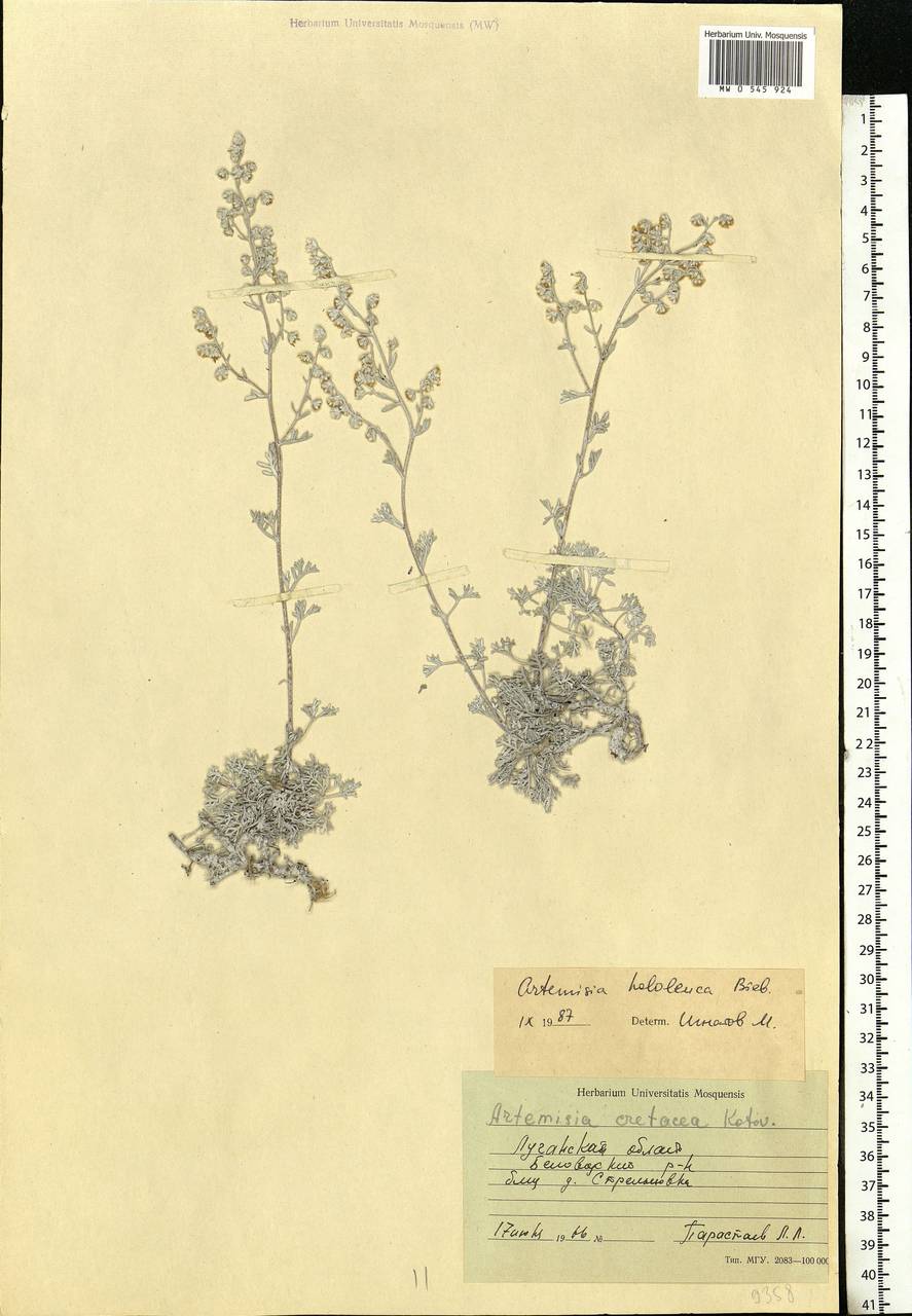 Artemisia hololeuca M. Bieb. ex Besser, Eastern Europe, North Ukrainian region (E11) (Ukraine)