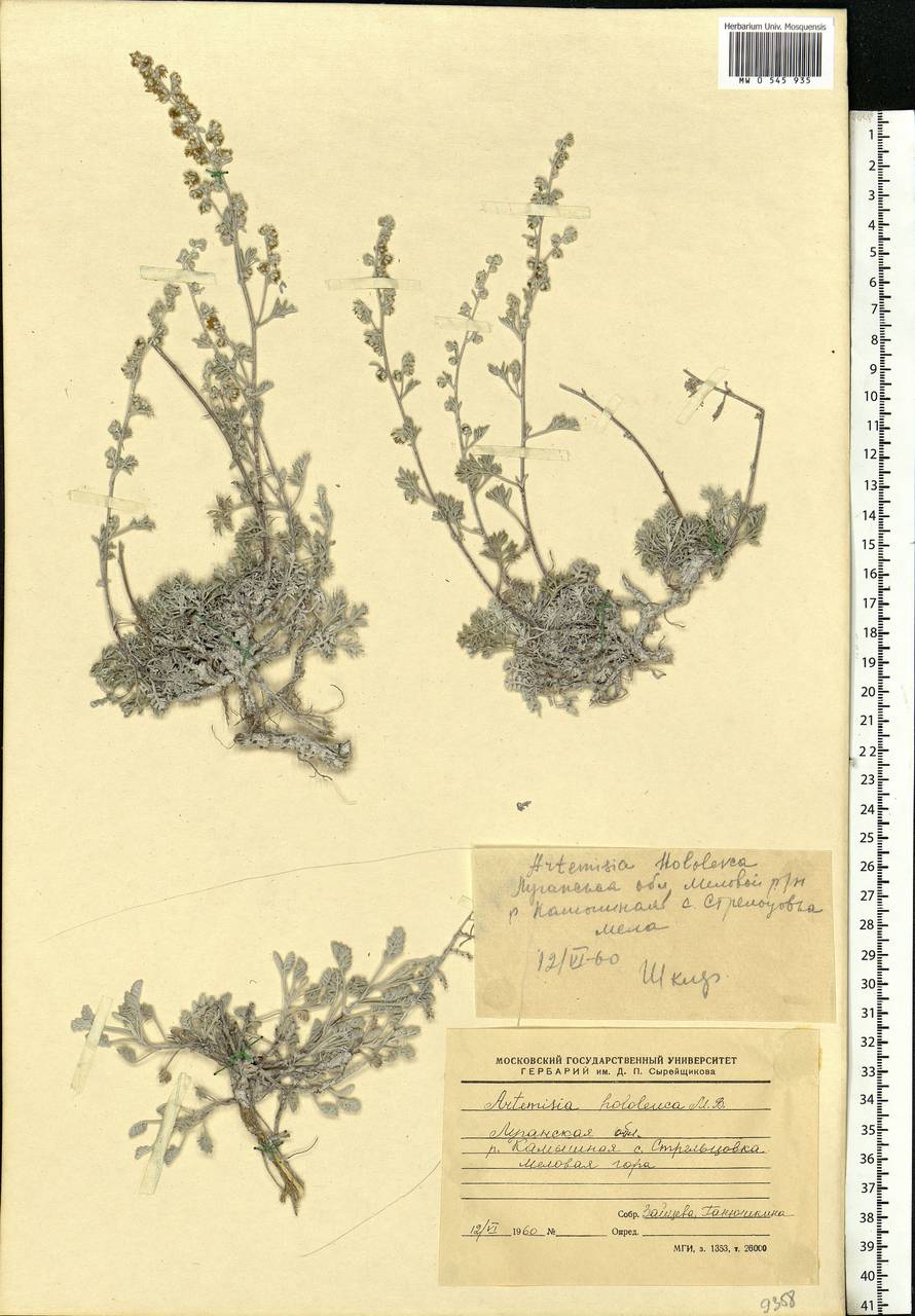 Artemisia hololeuca M. Bieb. ex Besser, Eastern Europe, North Ukrainian region (E11) (Ukraine)