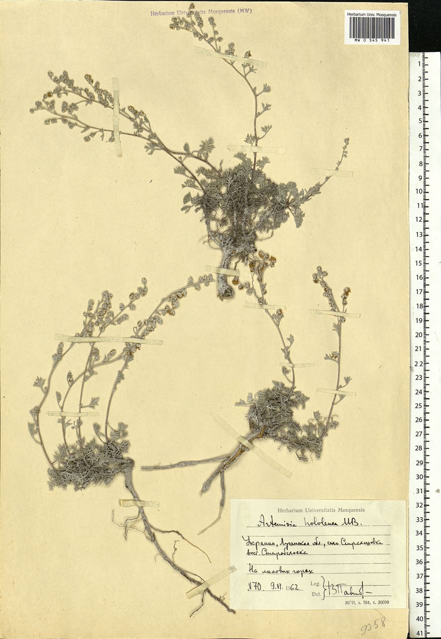 Artemisia hololeuca M.Bieb. ex Besser, Eastern Europe, North Ukrainian region (E11) (Ukraine)