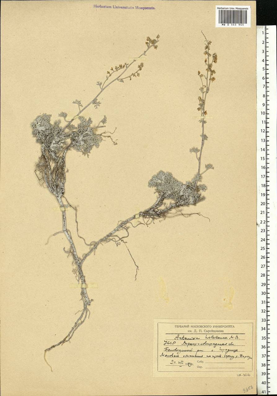 Artemisia hololeuca M. Bieb. ex Besser, Eastern Europe, North Ukrainian region (E11) (Ukraine)