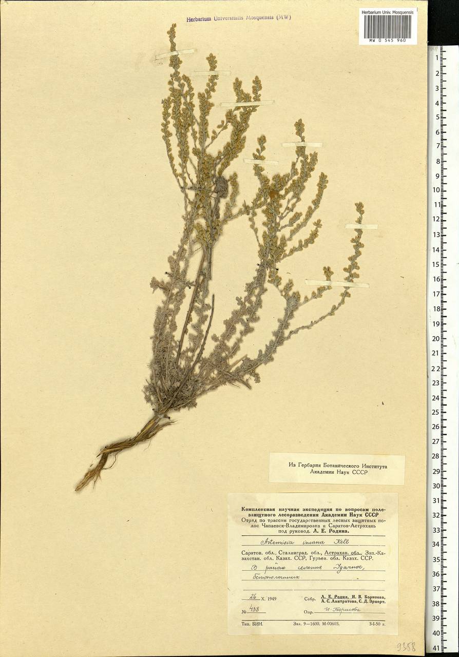 Artemisia incana (L.) Druce, Eastern Europe, Lower Volga region (E9) (Russia)
